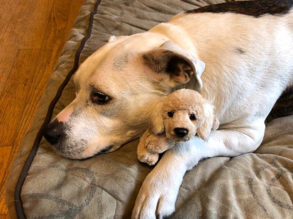 /Images/uploads/Humane Rescue Alliance/HRACalendarPhotoContest/entries/8986thumb.jpg